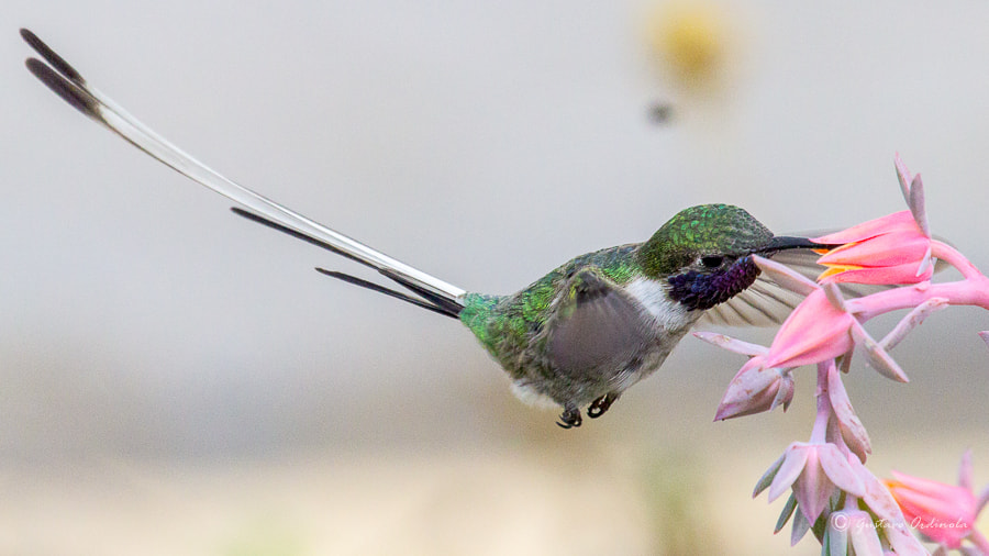 Canon EF 100-400mm F4.5-5.6L IS USM sample photo. Peruvian sheartail (thaumastura cora) photography