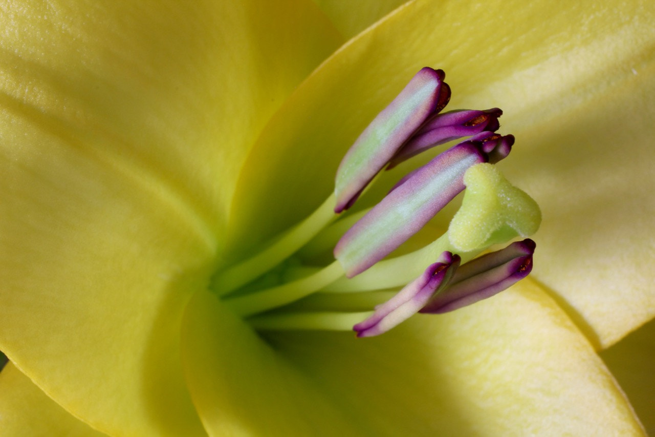 Canon EOS 60D + Canon EF 50mm F2.5 Macro sample photo. Yellow lilly macro photography