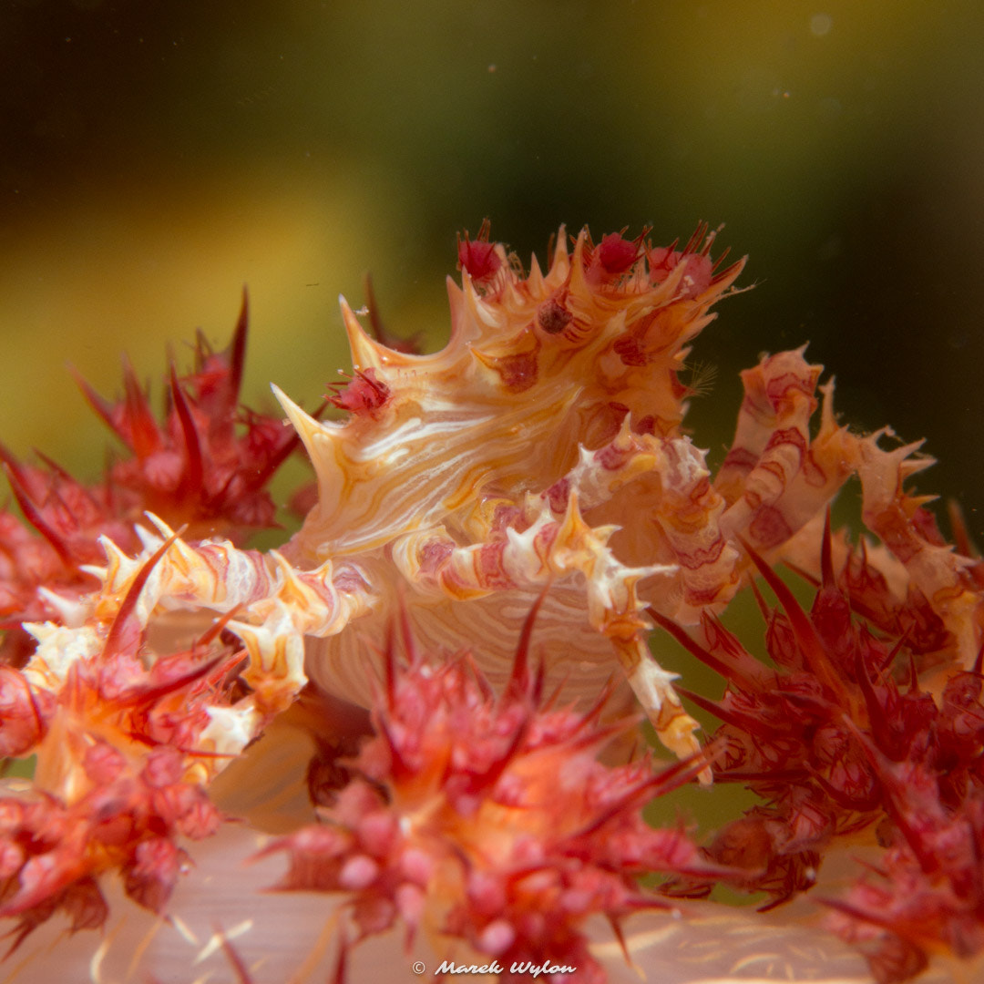 Nikon AF-S Micro-Nikkor 60mm F2.8G ED sample photo. Coral spyder crab | papua | 2016.04.28 photography