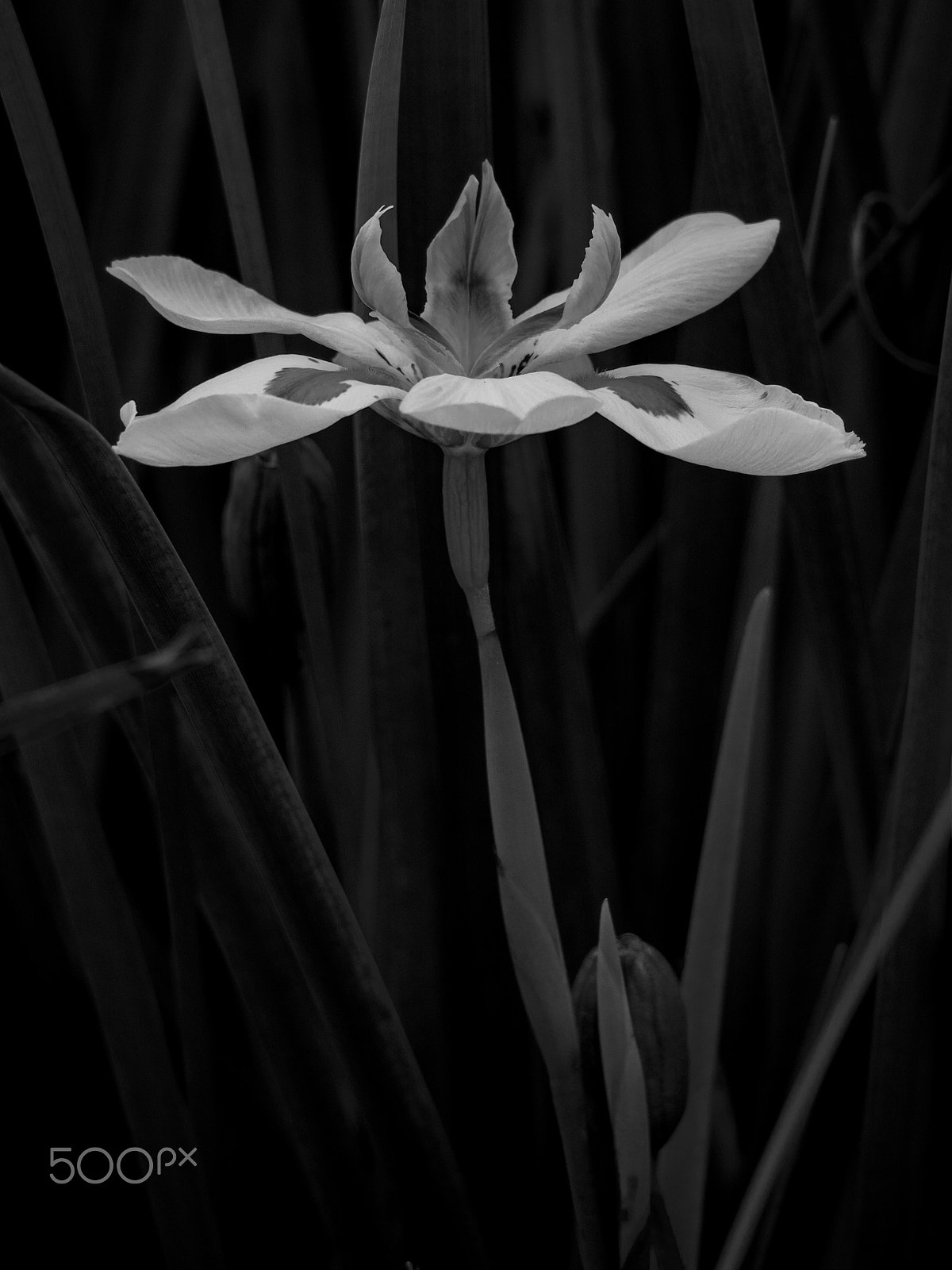 Olympus OM-D E-M10 II sample photo. Fairy iris (dietes grandiflora) photography