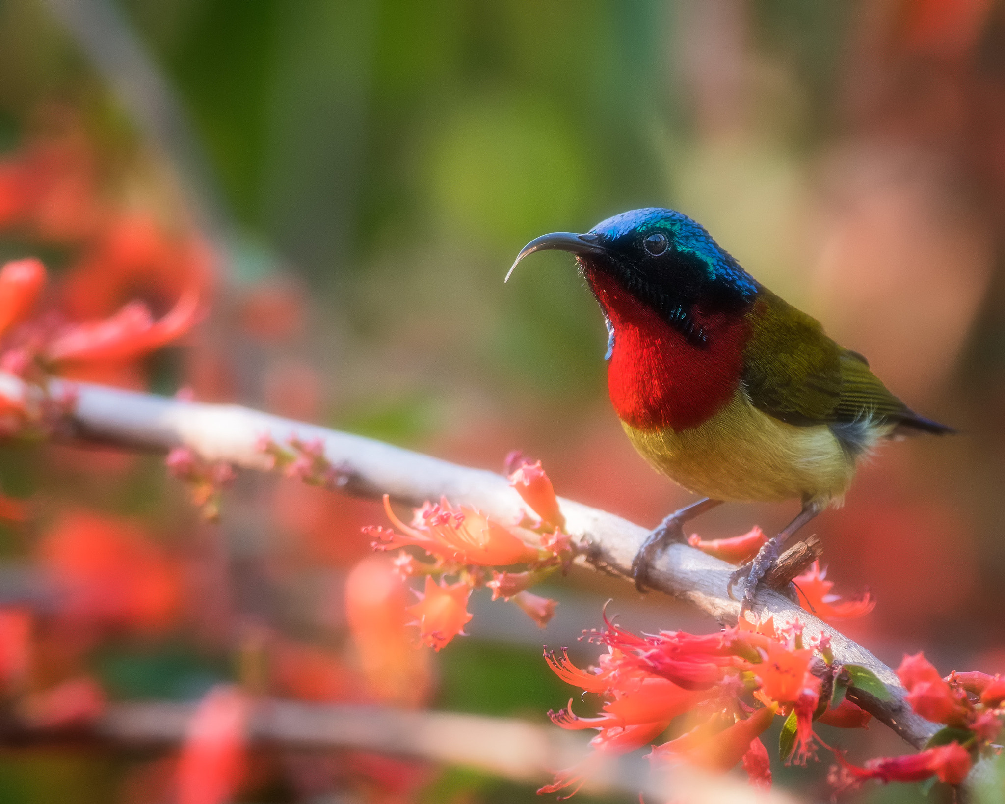 Nikon D500 sample photo. Sunbird photography
