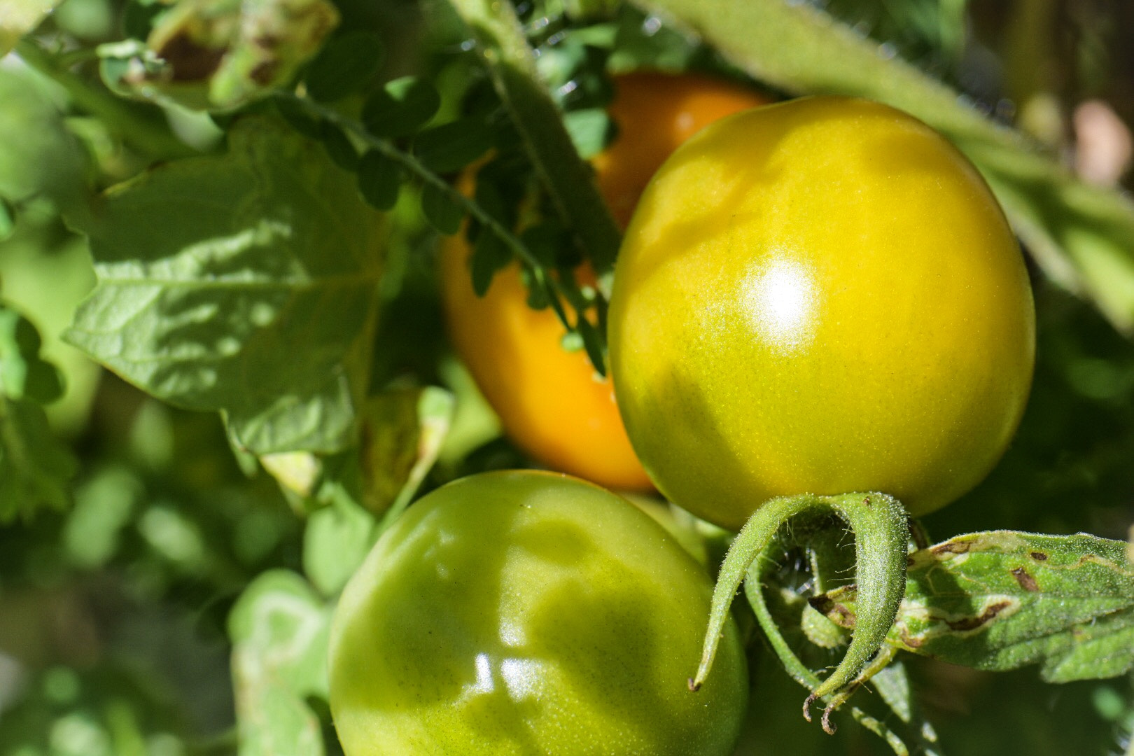 Nikon AF-S Micro-Nikkor 105mm F2.8G IF-ED VR sample photo. Tomatoes photography