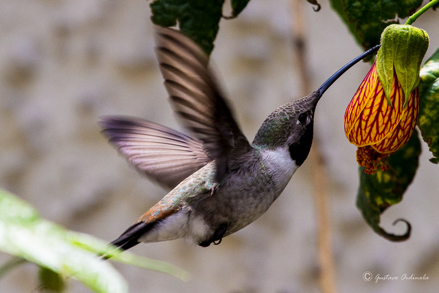 Canon EF 100-400mm F4.5-5.6L IS USM sample photo. Oasis hummingbird (rhodopis vesper) photography