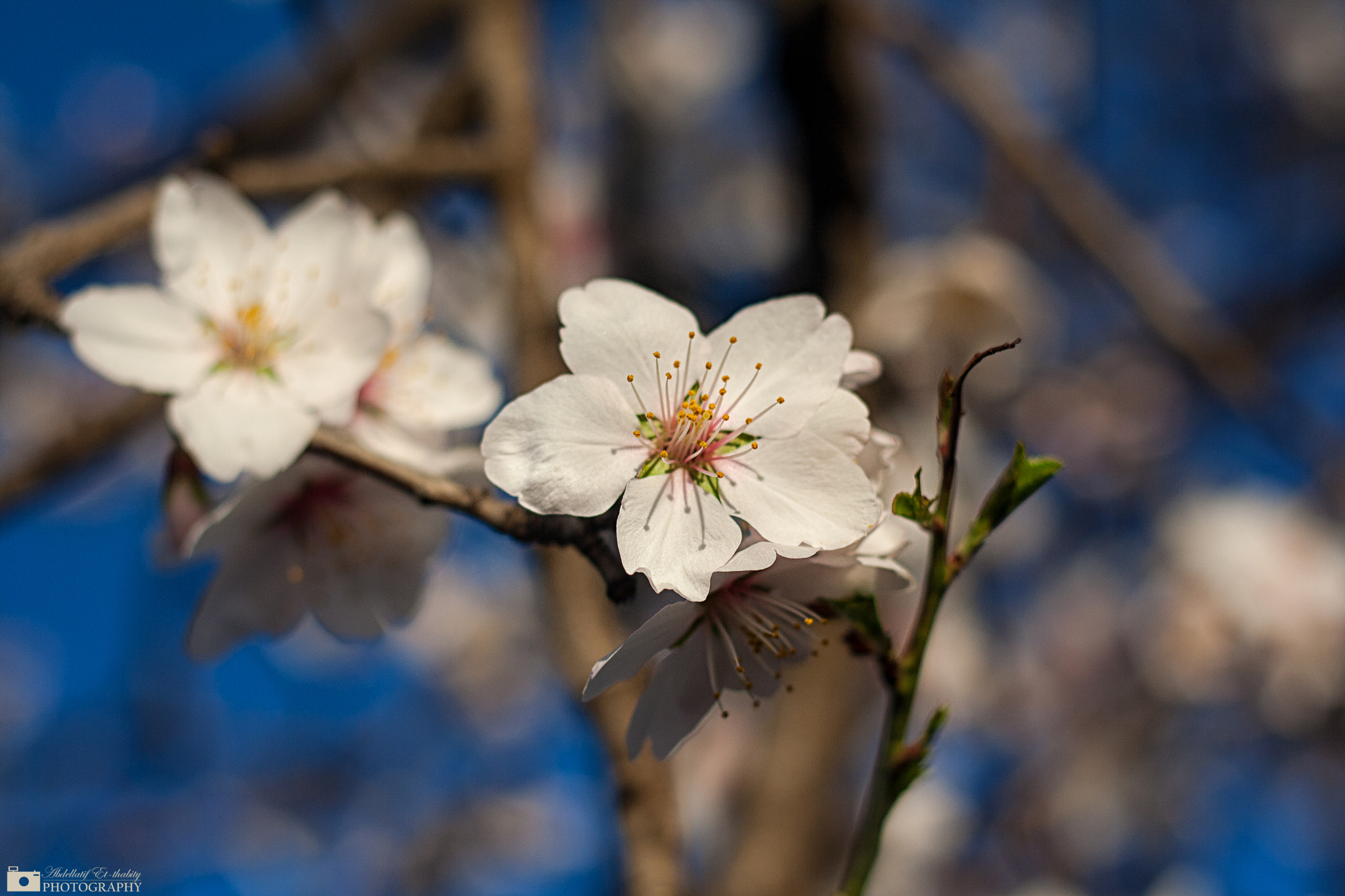 Canon EOS 1000D (EOS Digital Rebel XS / EOS Kiss F) sample photo. Almond's flowers  photography