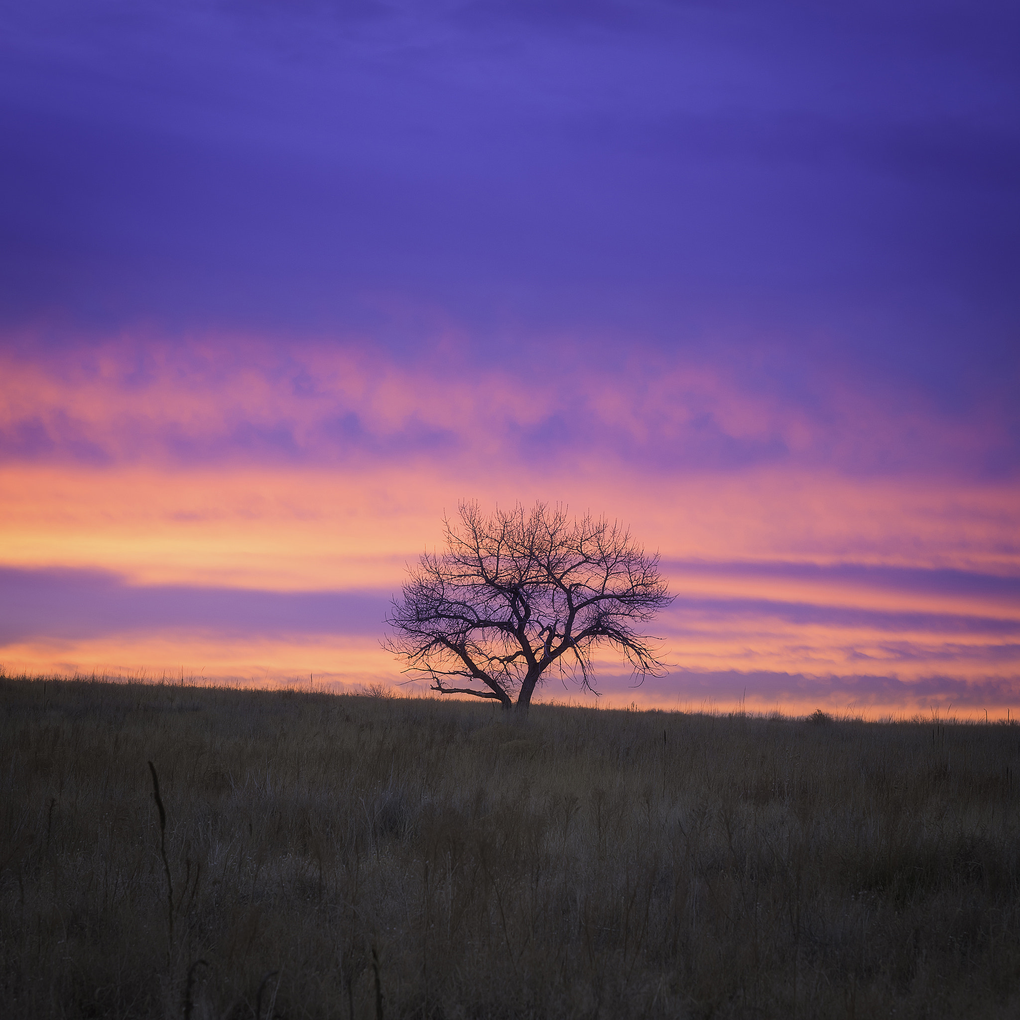 Nikon D810 sample photo. A lone tree photography