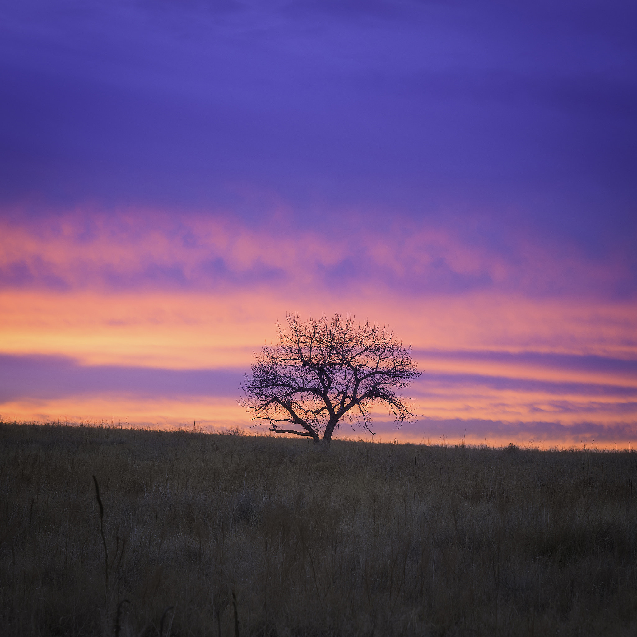 Nikon D810 + Nikon AF-S Nikkor 85mm F1.4G sample photo. A lone tree photography