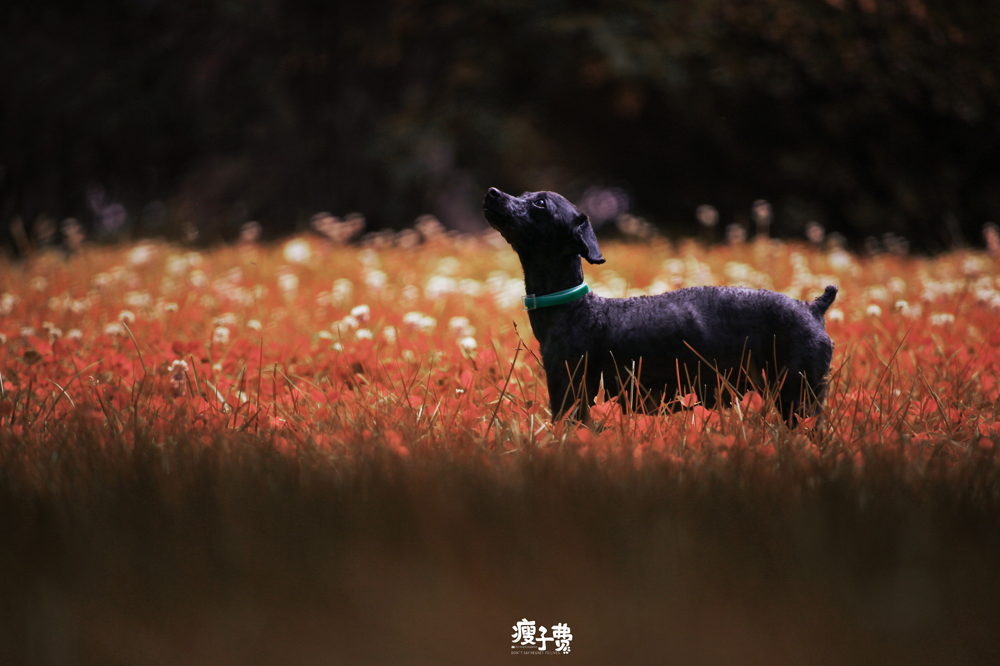Canon EF-S 55-250mm F4-5.6 IS STM sample photo. Dog photography