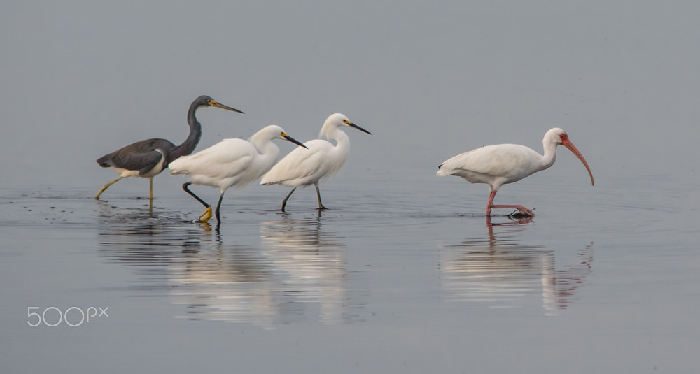 Sigma 150-500mm F5-6.3 DG OS HSM sample photo. Walkabout photography