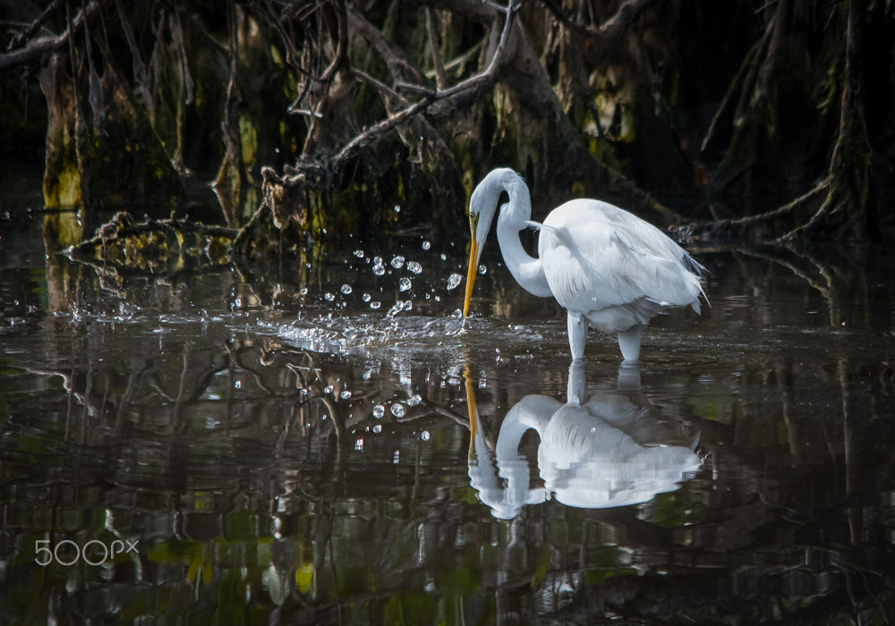 Sigma 150-500mm F5-6.3 DG OS HSM sample photo. Splash photography