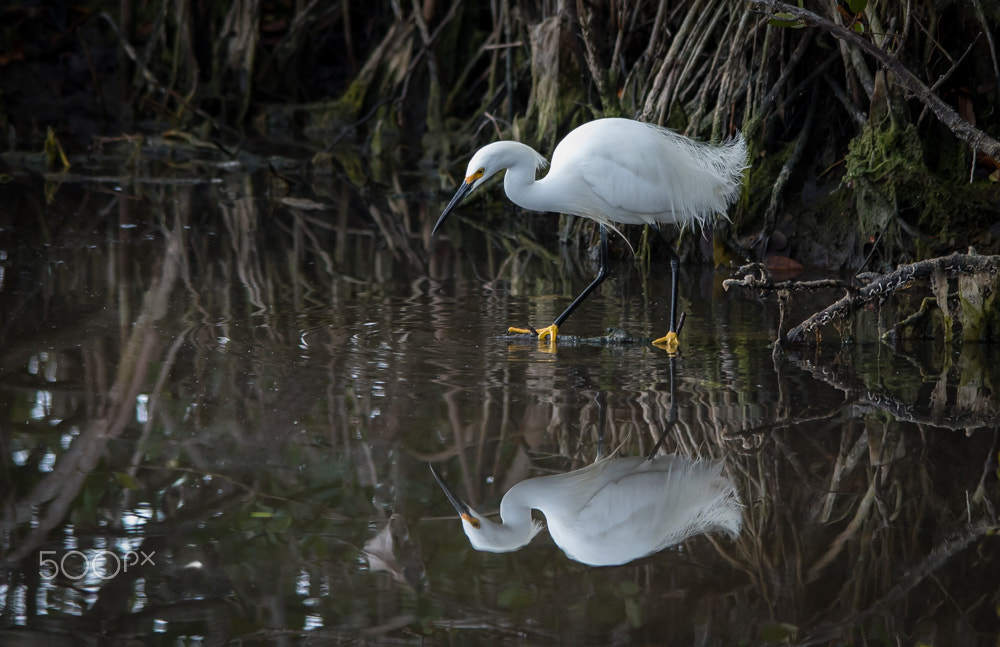 Nikon D500 sample photo. Snowy reflection photography