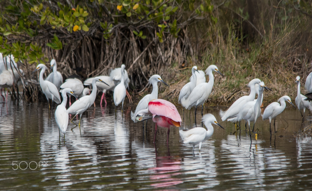 Nikon D500 + Sigma 150-500mm F5-6.3 DG OS HSM sample photo. Gathering photography