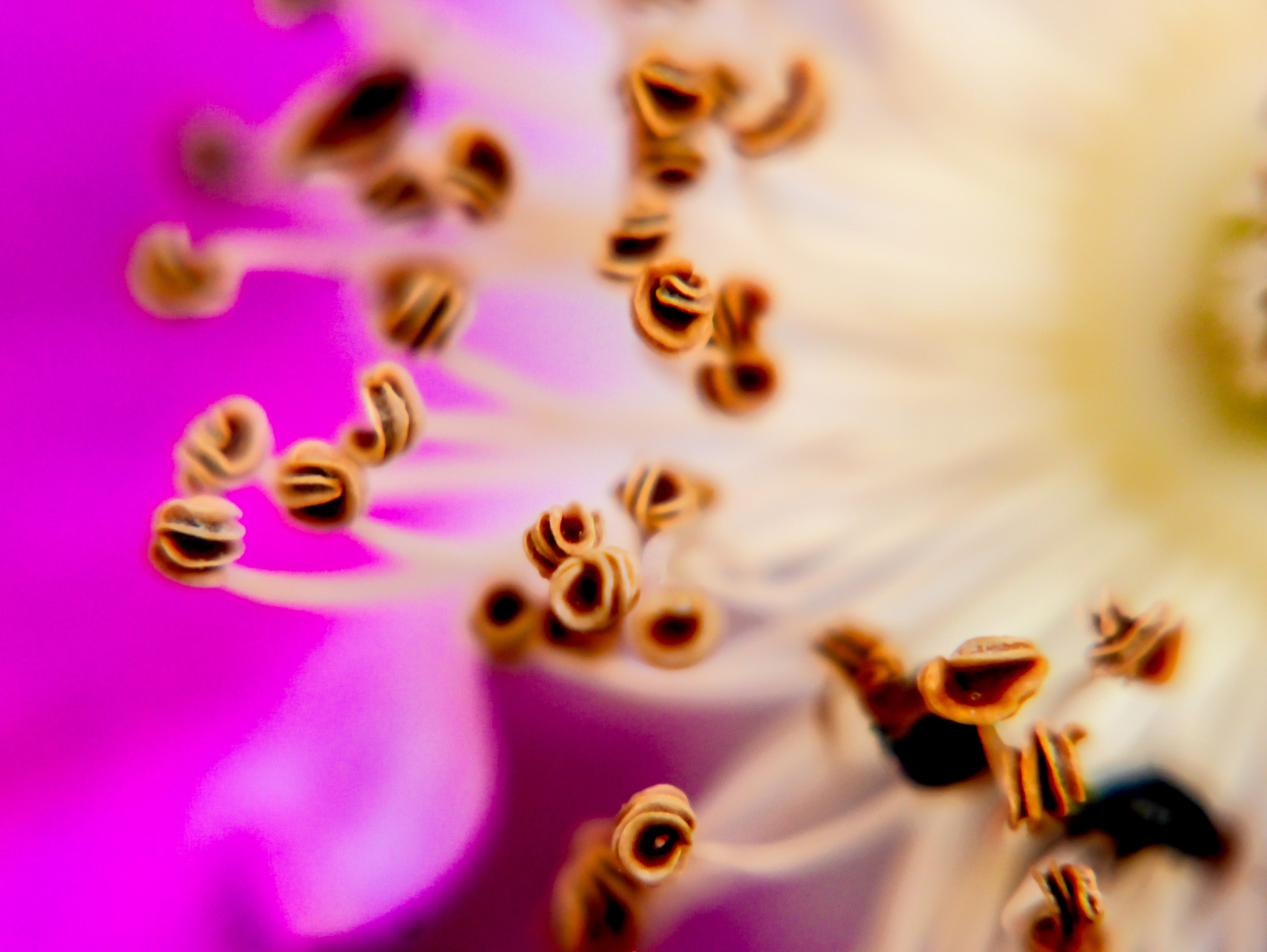 Panasonic Lumix DMC-GX7 sample photo. Beautiful stamens photography
