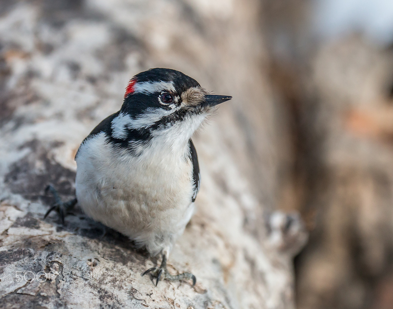 Canon EOS 70D + Canon EF 70-300mm F4-5.6L IS USM sample photo. Inquisitive male downy woodpecker photography