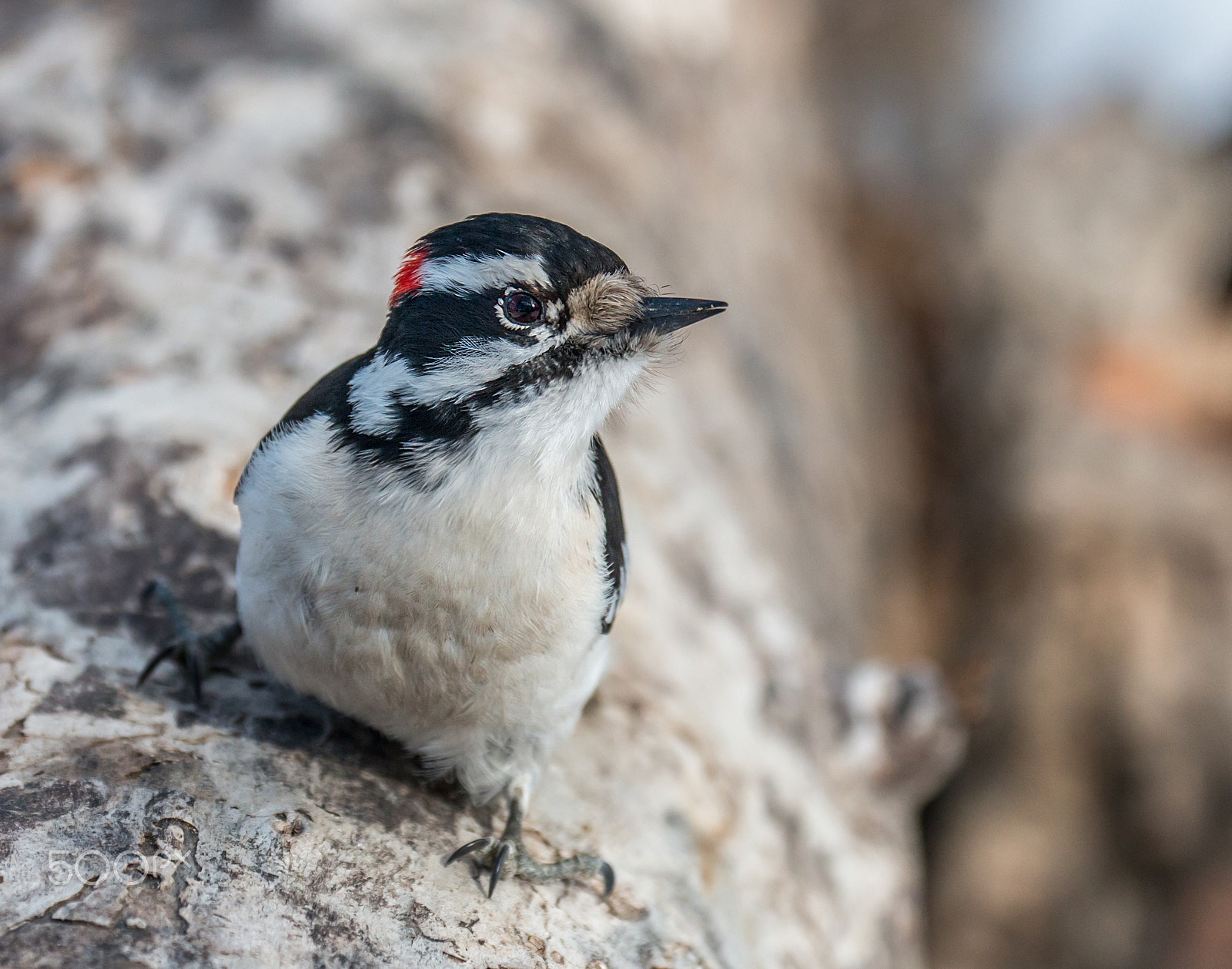 Canon EF 70-300mm F4-5.6L IS USM sample photo. Inquisitive male downy woodpecker photography