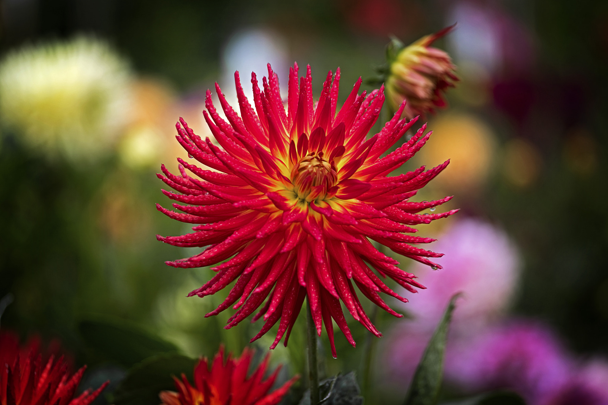 Canon EOS 5DS sample photo. Red catcus dahlia photography