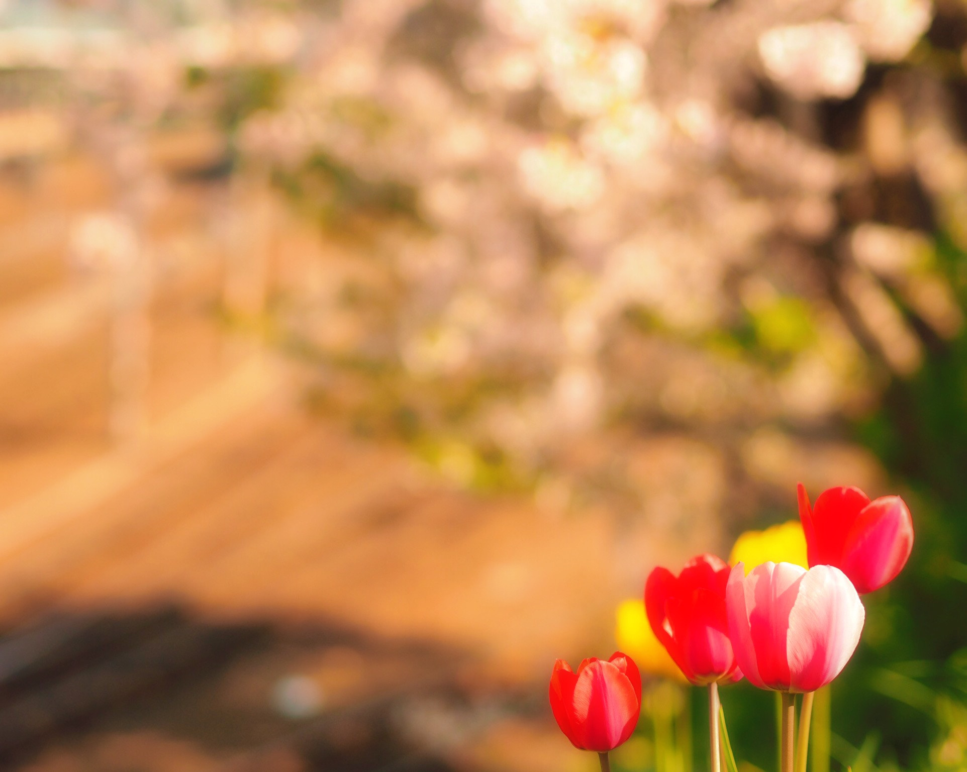 Olympus OM-D E-M10 sample photo. Railroad and cherry blossoms and tulips ,, photography
