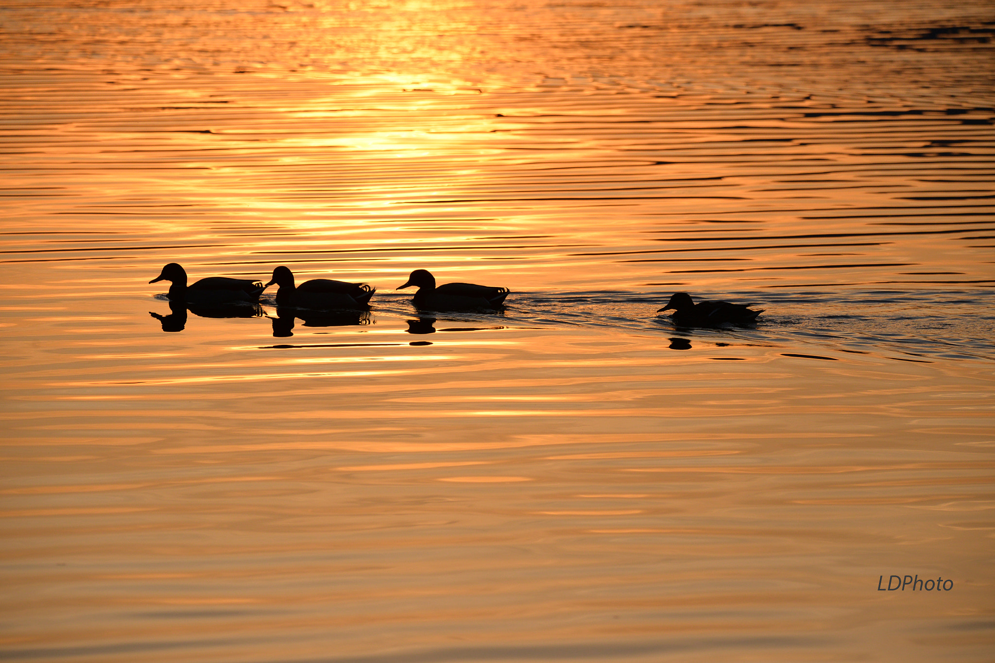 Sigma 150-600mm F5-6.3 DG OS HSM | S sample photo. Walking at sunset photography