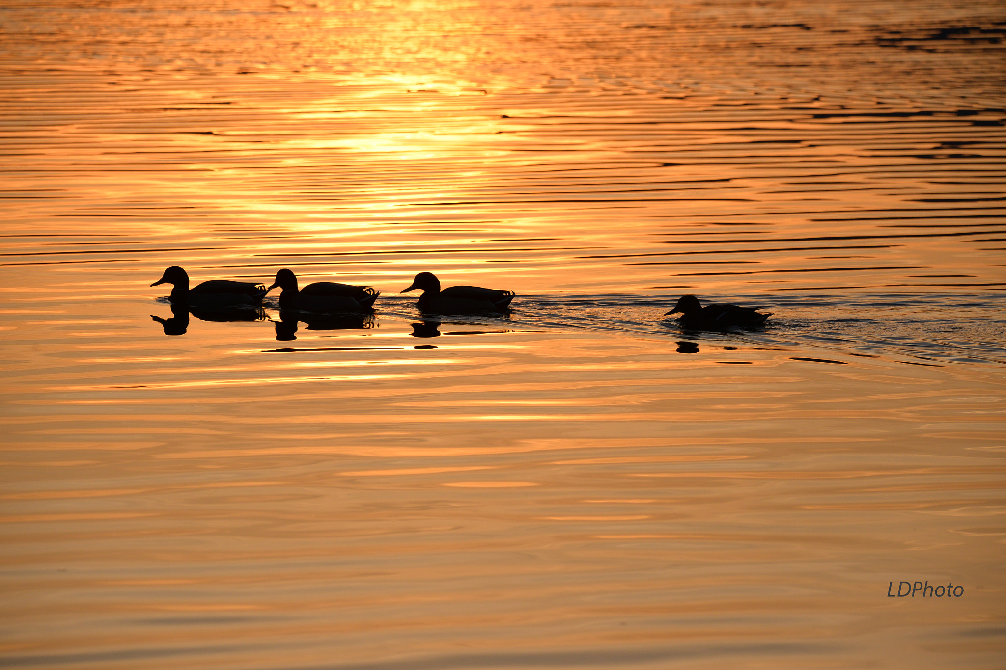 Nikon D610 sample photo. Walking at sunset photography