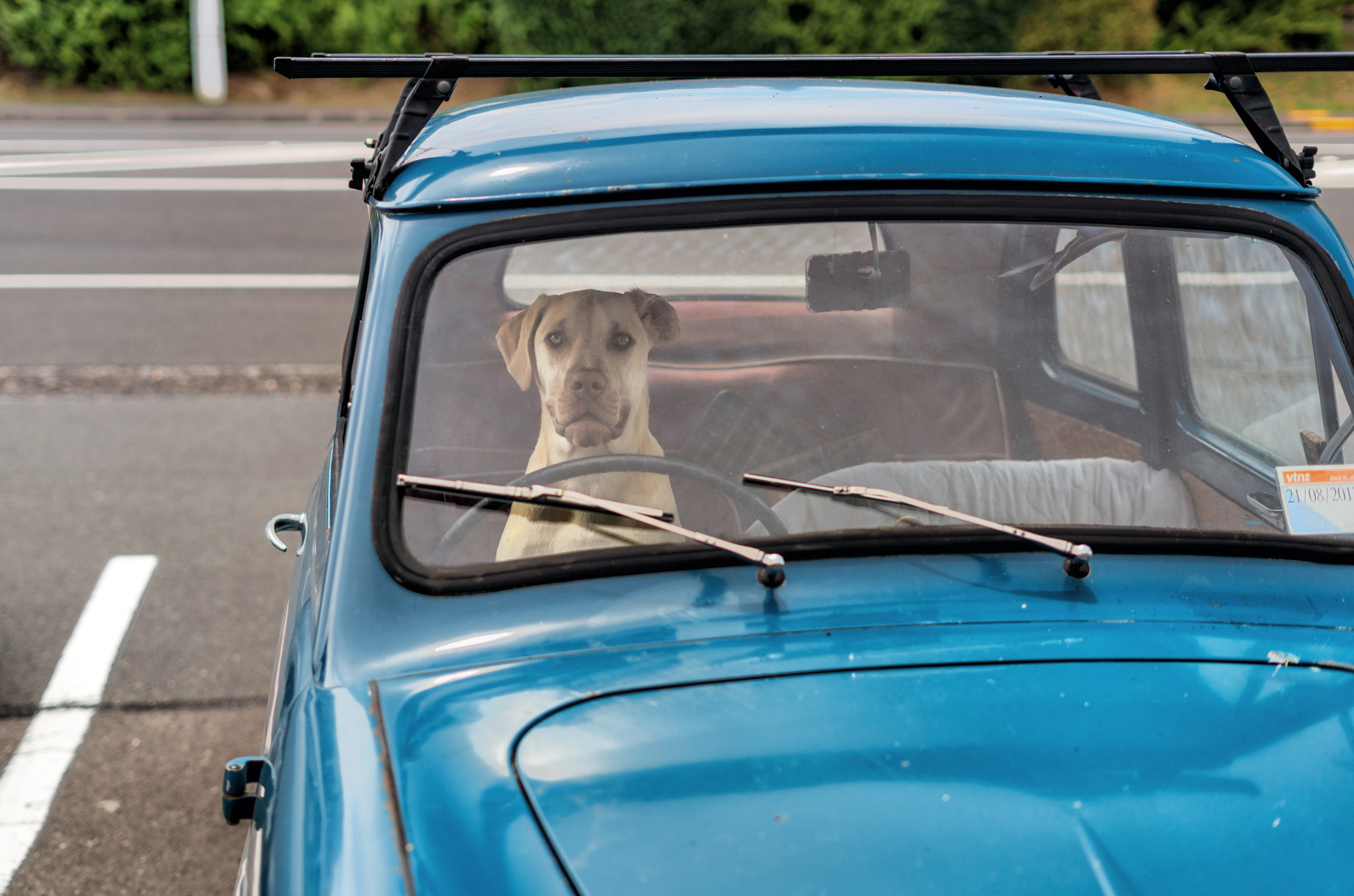 Sony a7R II + Sony FE 50mm F1.8 sample photo. Dog on tax photography