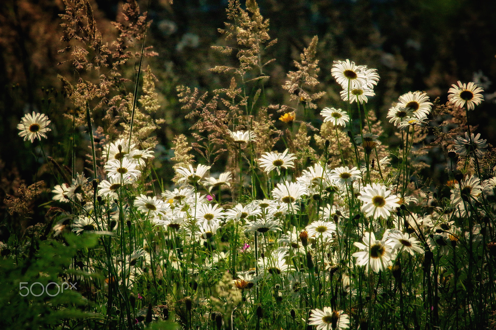 Canon EOS 70D + Canon EF 100-400mm F4.5-5.6L IS USM sample photo. Field of daisies photography