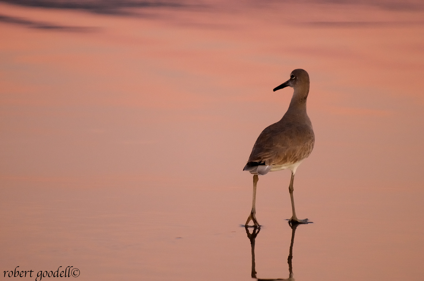 Nikon D300 sample photo. Willet in evening glow photography