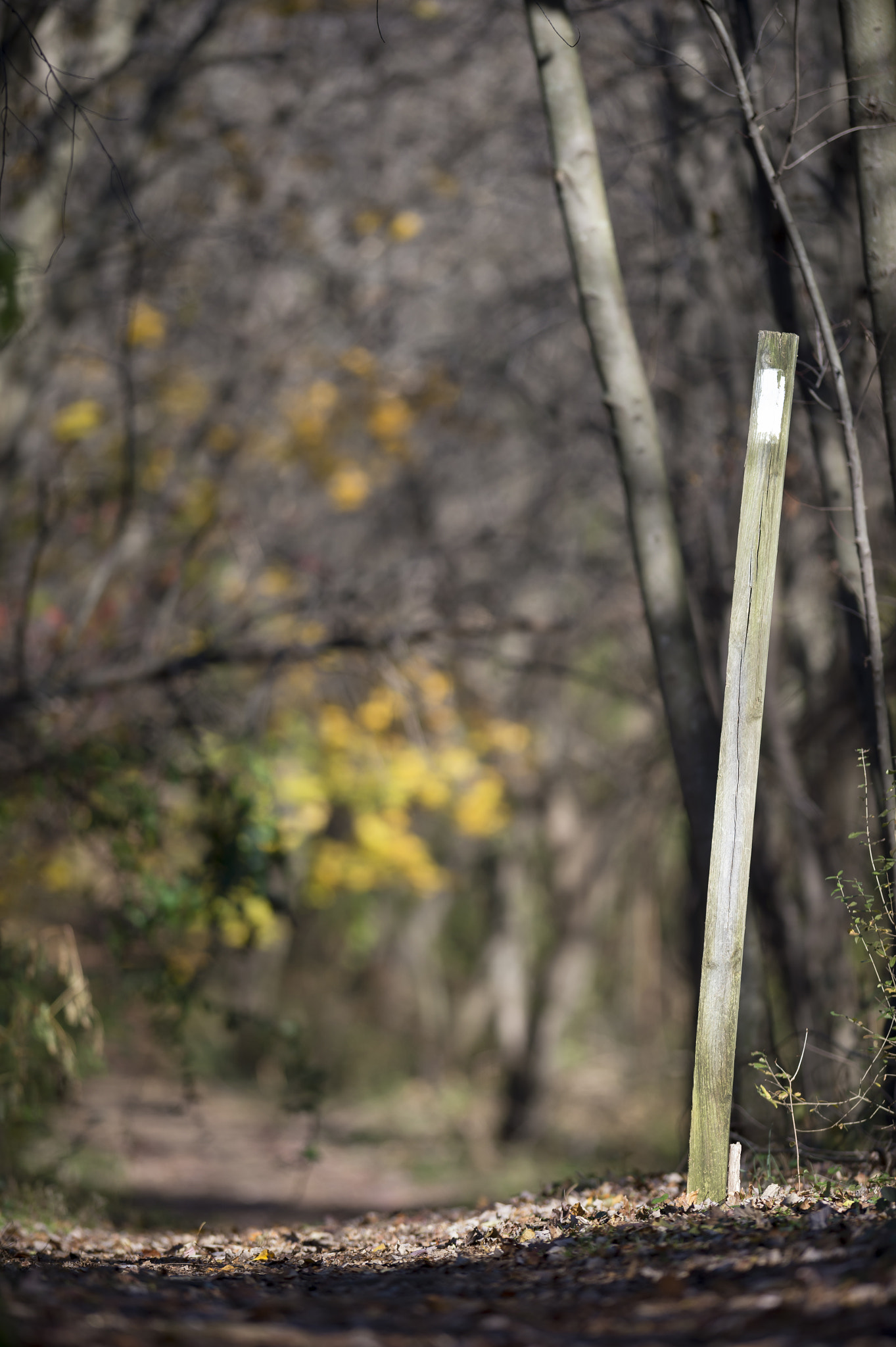 Nikon AF-S Nikkor 300mm F2.8G ED VR II sample photo. Ds photography