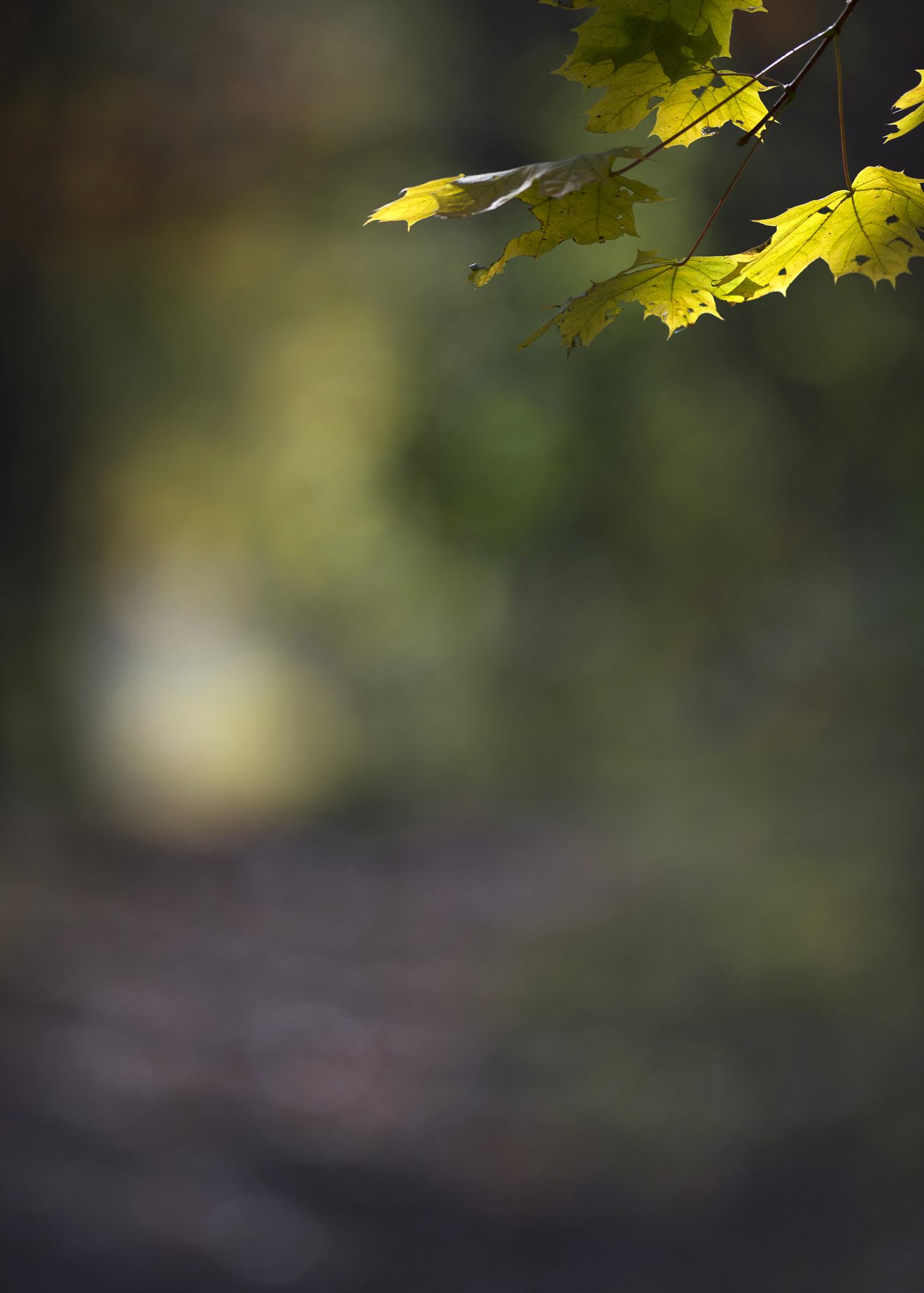 Nikon AF-S Nikkor 300mm F2.8G ED VR II sample photo. A photography