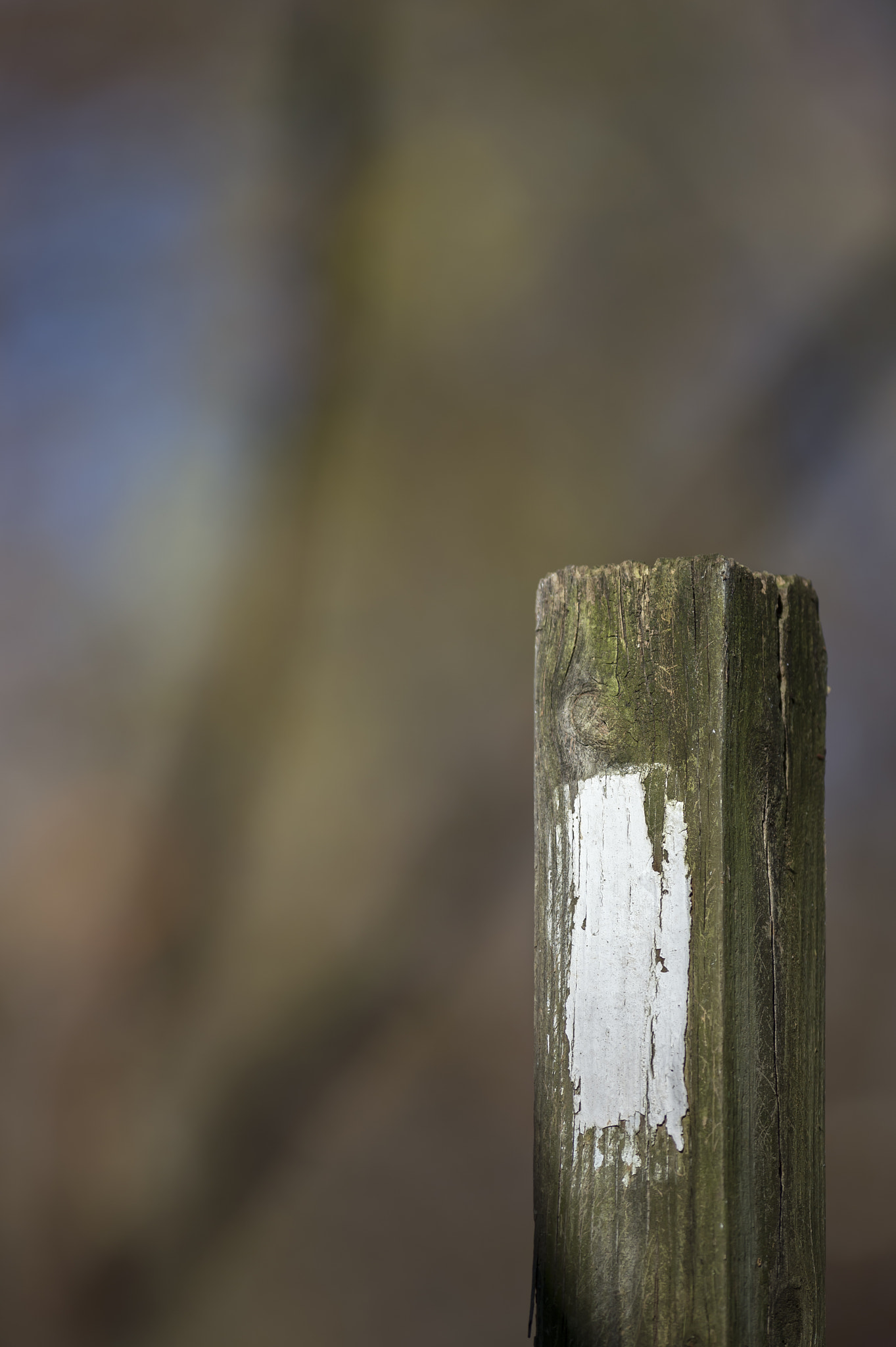 Nikon AF-S Nikkor 300mm F2.8G ED VR II sample photo. Ds photography