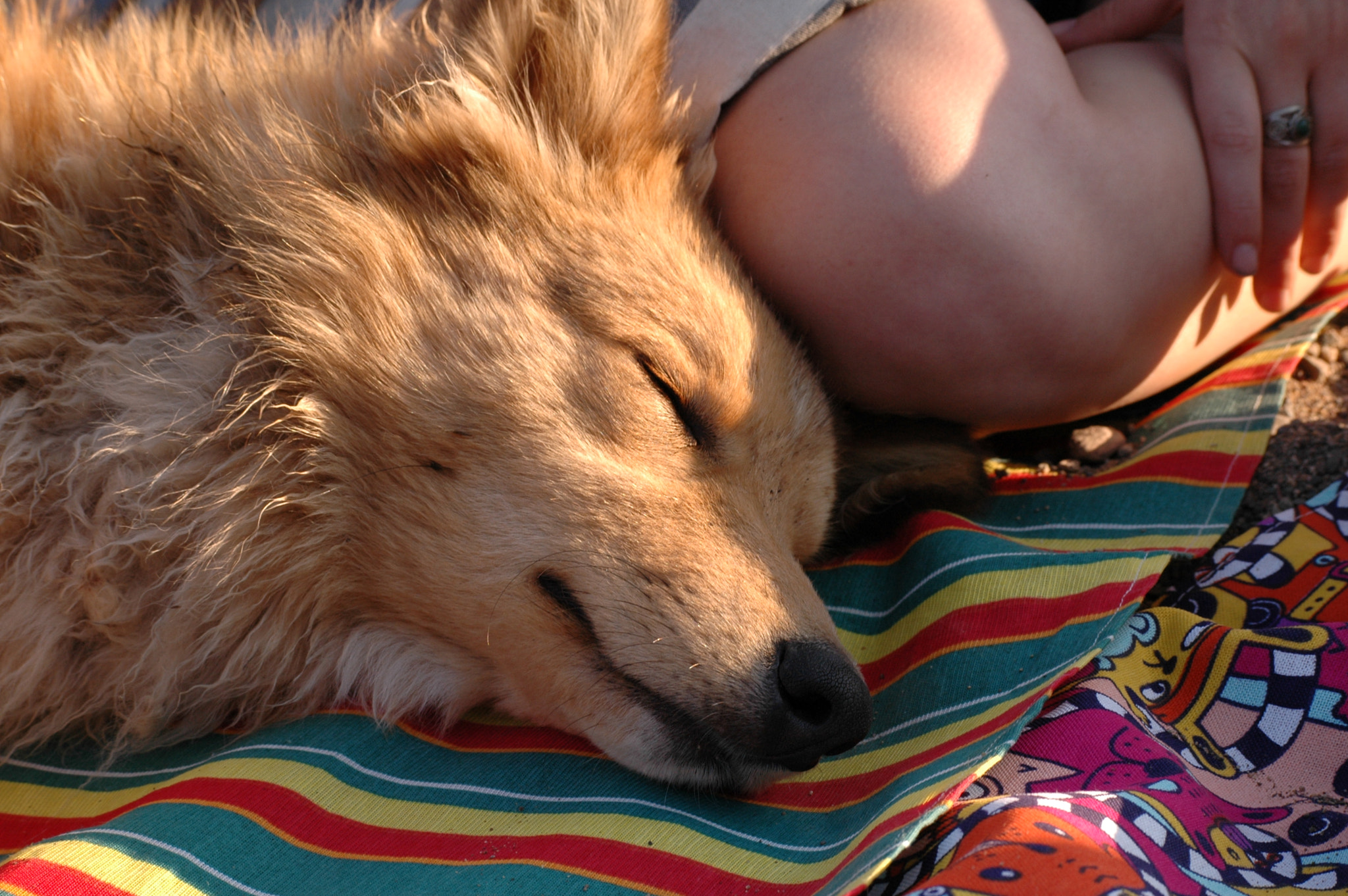 Nikon D70 sample photo. Firefox photography