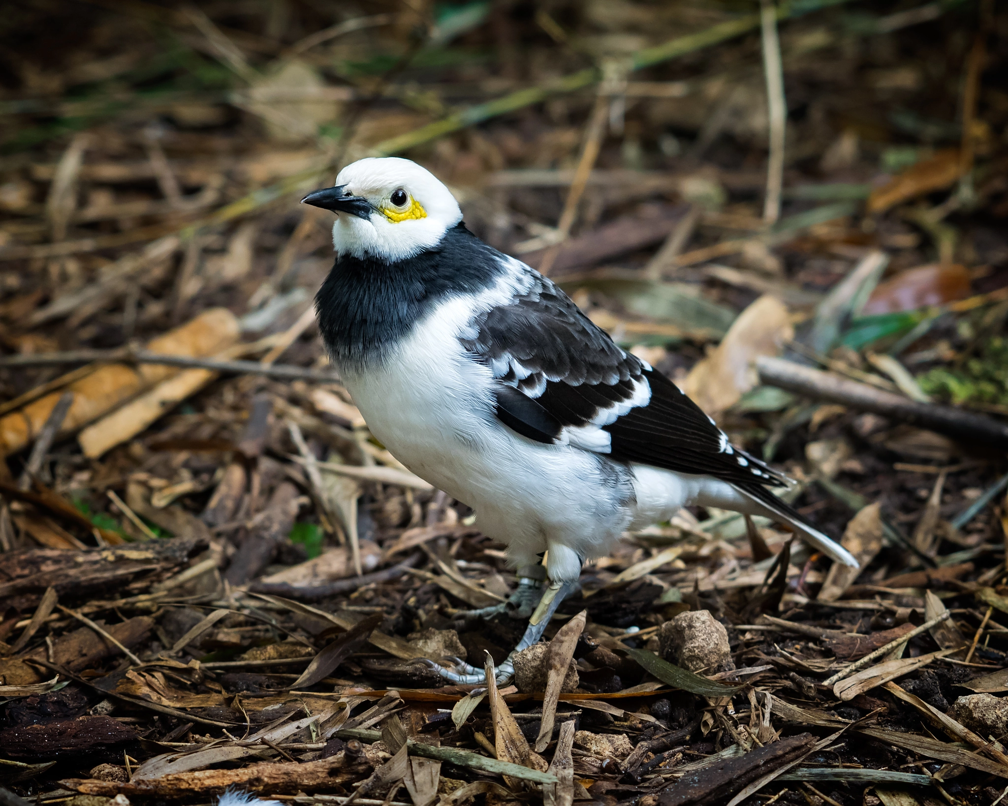 Olympus OM-D E-M1 sample photo. Black collared starling (gracupica nigricollis) photography