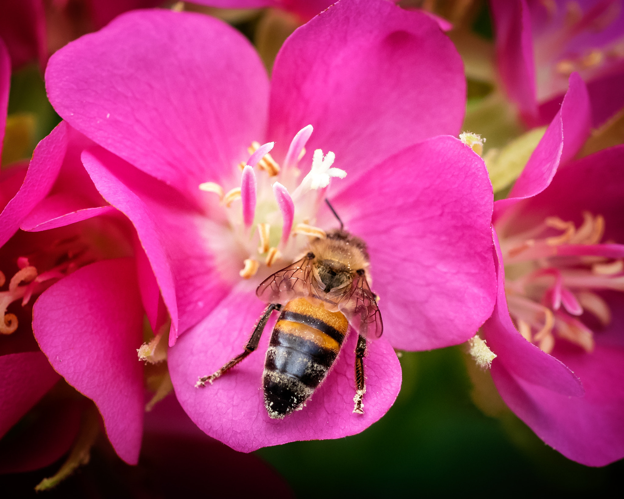 Olympus OM-D E-M1 + OLYMPUS 50mm Lens sample photo. Honey bee on pink flower photography