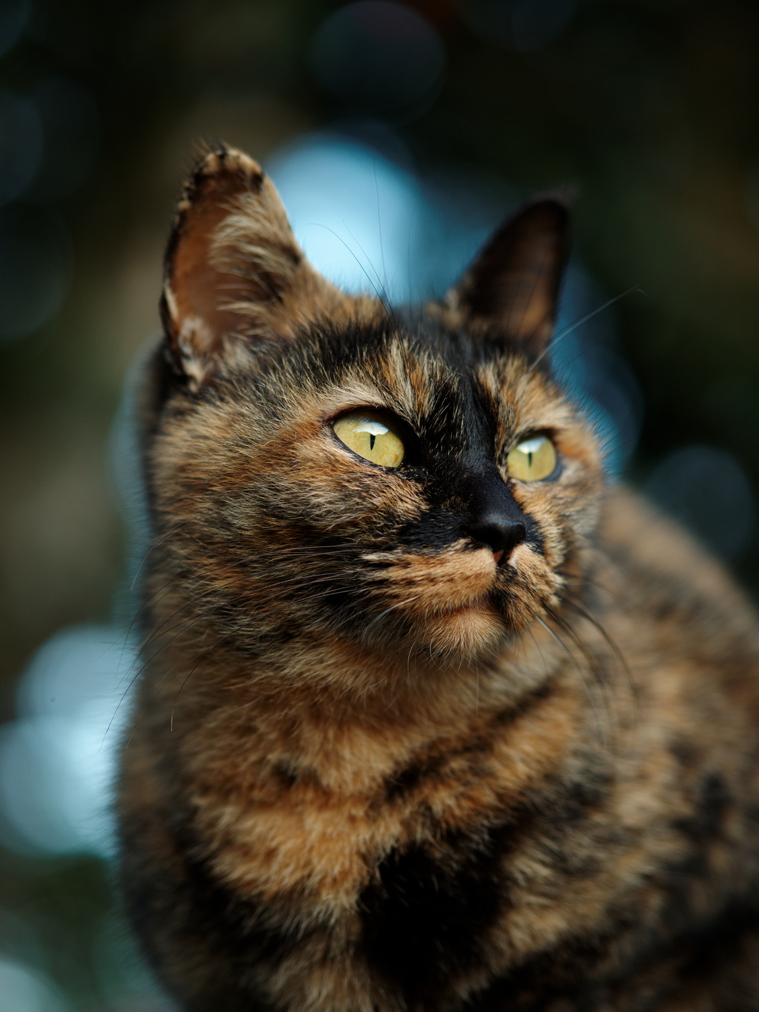 Pentax 645Z + smc PENTAX-FA 645 Macro 120mm F4 sample photo. Tortoiseshell photography