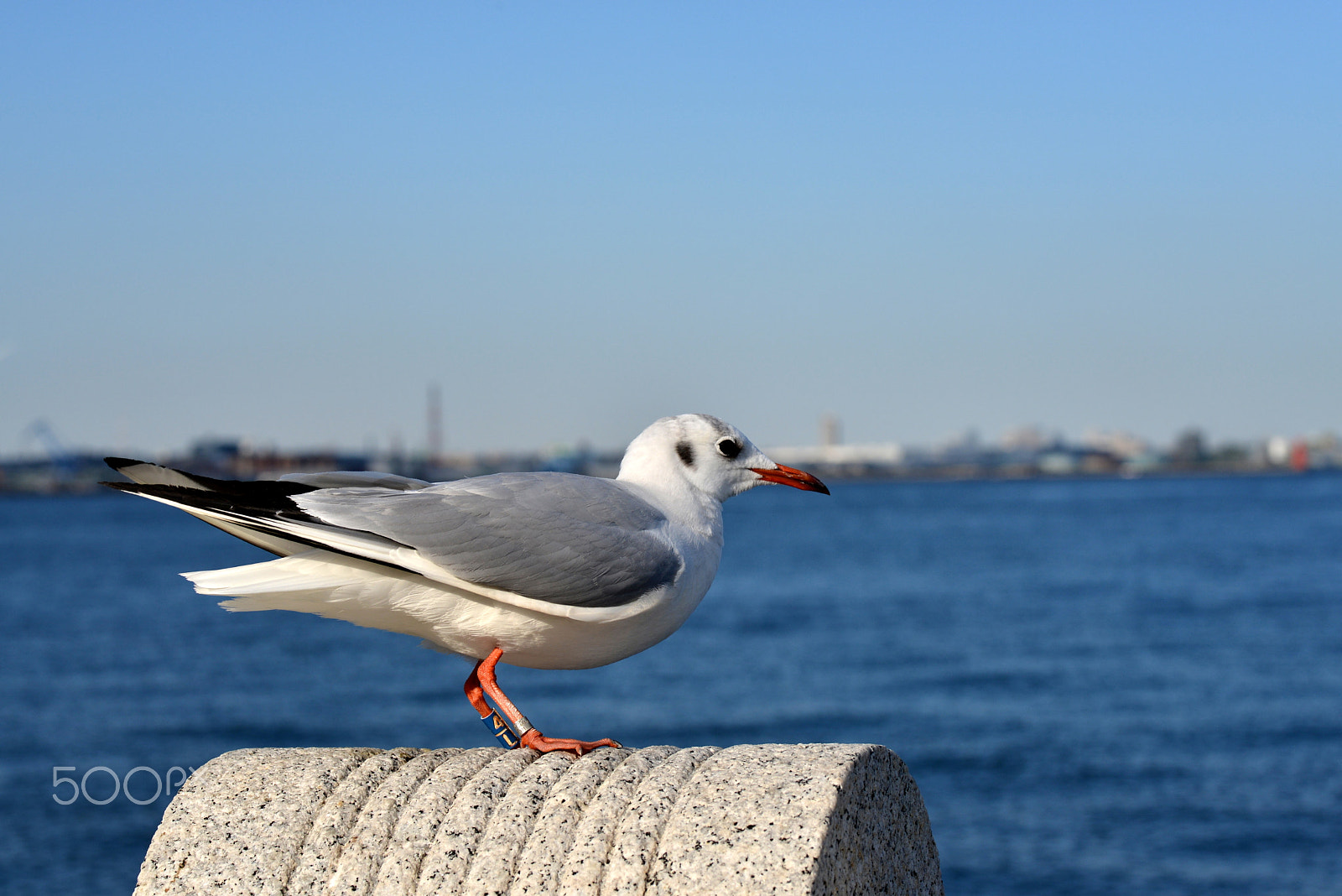 Nikon D600 sample photo. Yoko photography