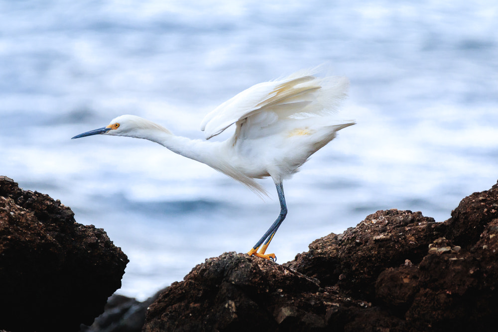 150-600mm F5-6.3 DG OS HSM | Contemporary 015 sample photo. [0832] garza blanca chica, snowy egret photography