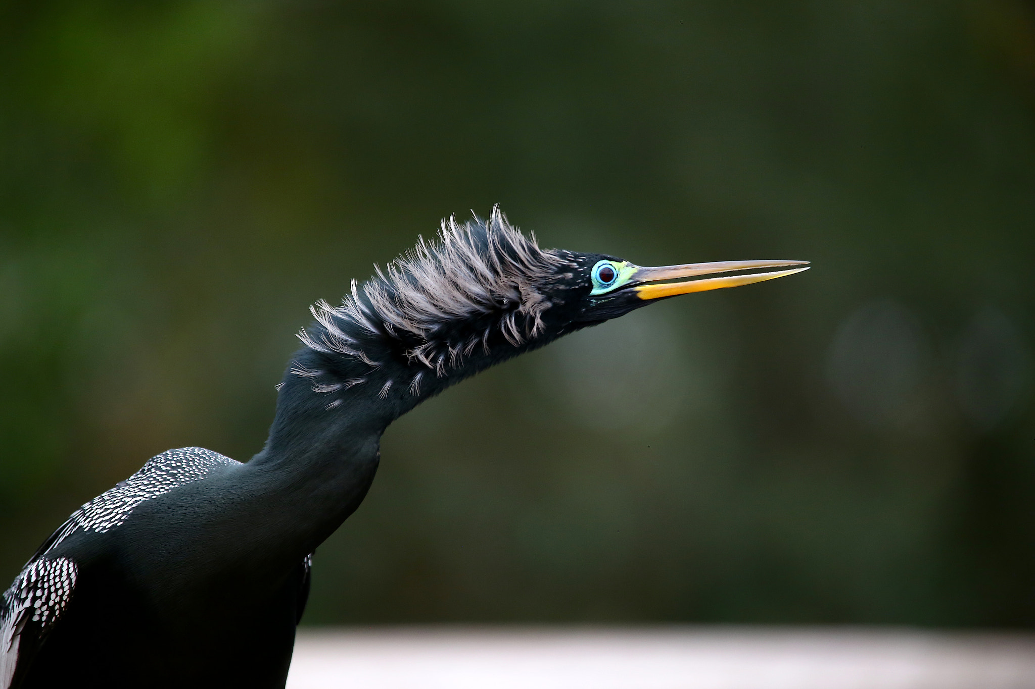 Sigma 150-500mm F5-6.3 DG OS HSM sample photo. Anhinga ( i think:) photography