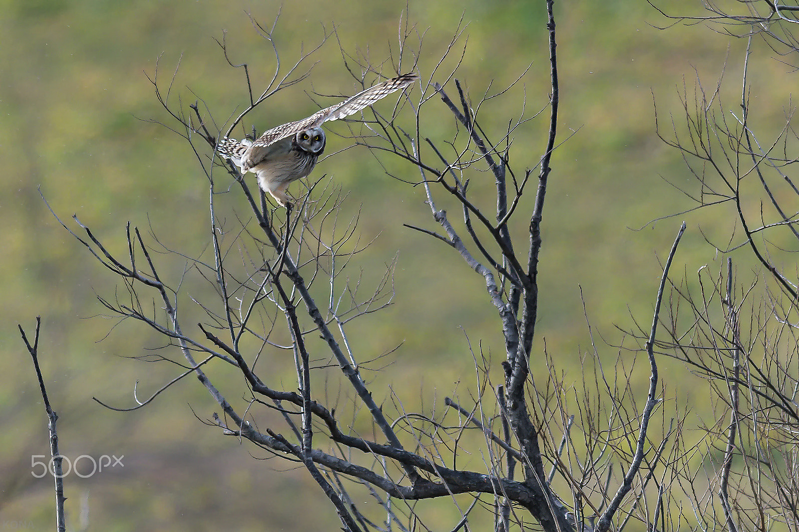 Nikon AF-S Nikkor 400mm F2.8G ED VR II sample photo. こみみ photography