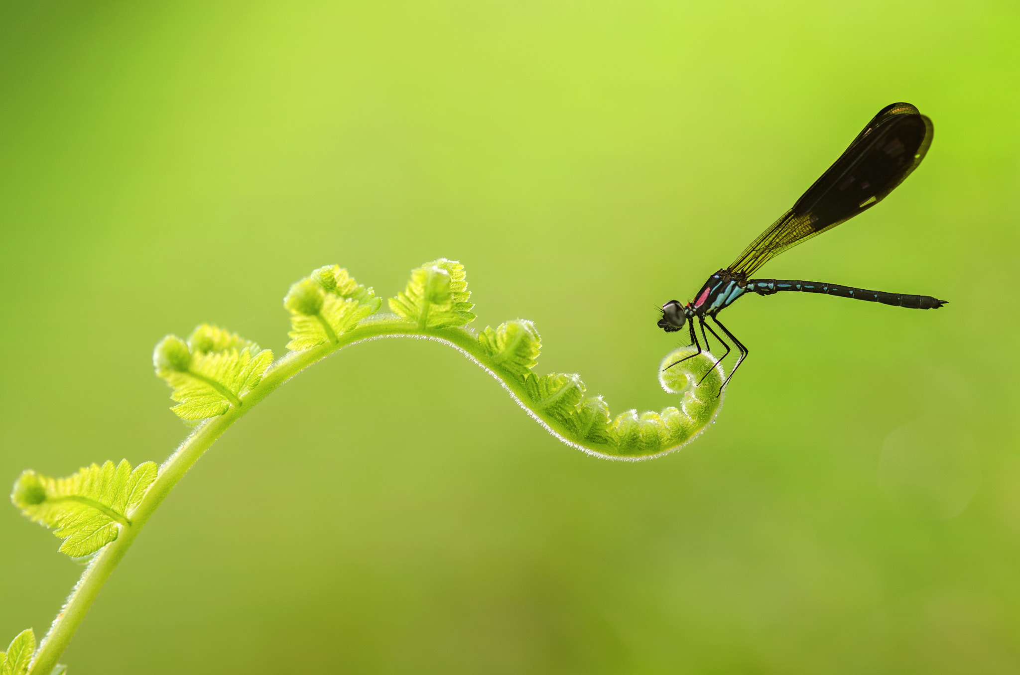 AF Micro-Nikkor 105mm f/2.8 sample photo. ~ photography