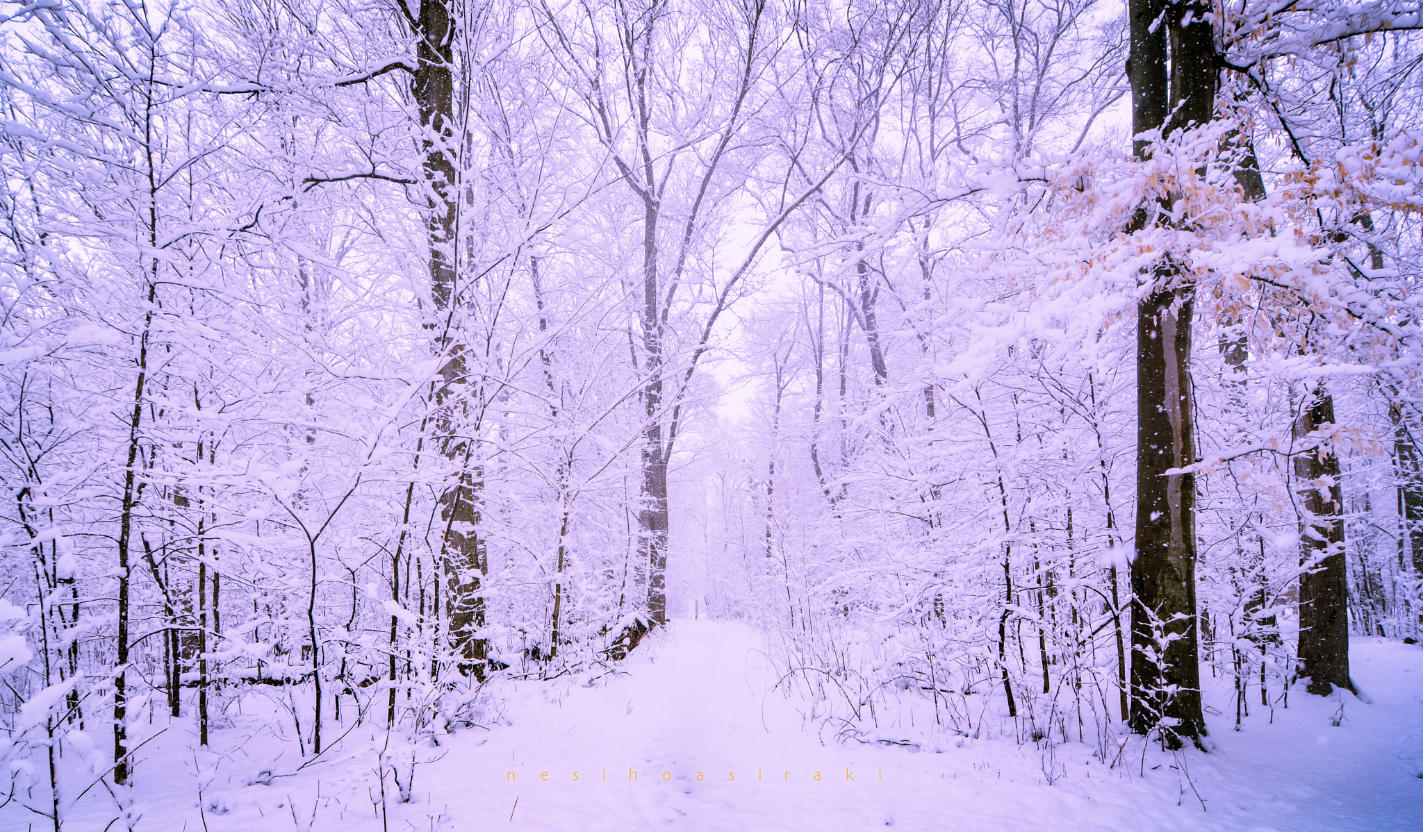 Nikon D7100 sample photo. Winter walk photography