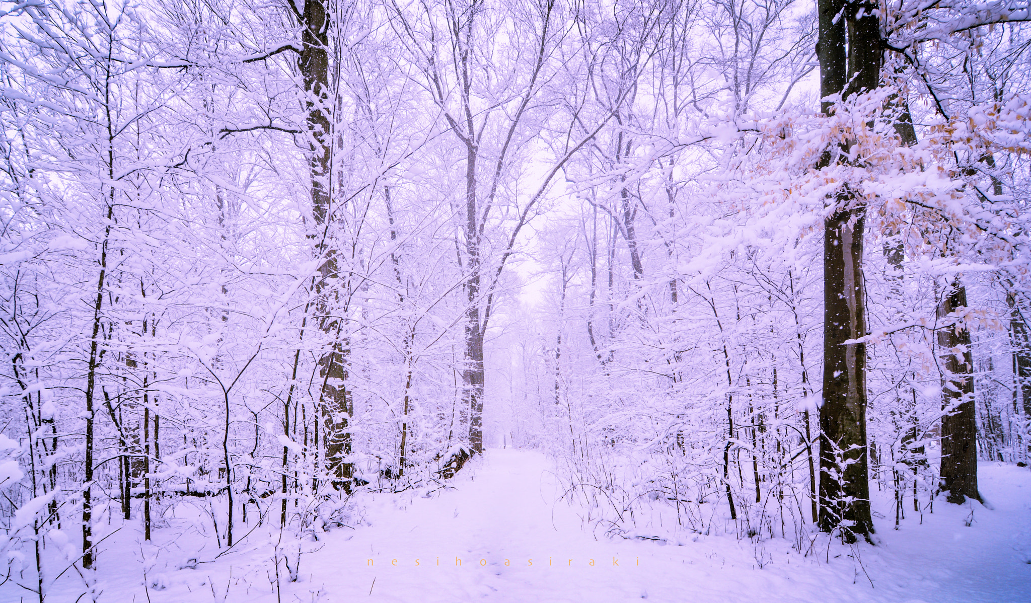 Tokina AT-X Pro 11-16mm F2.8 DX sample photo. Winter walk photography
