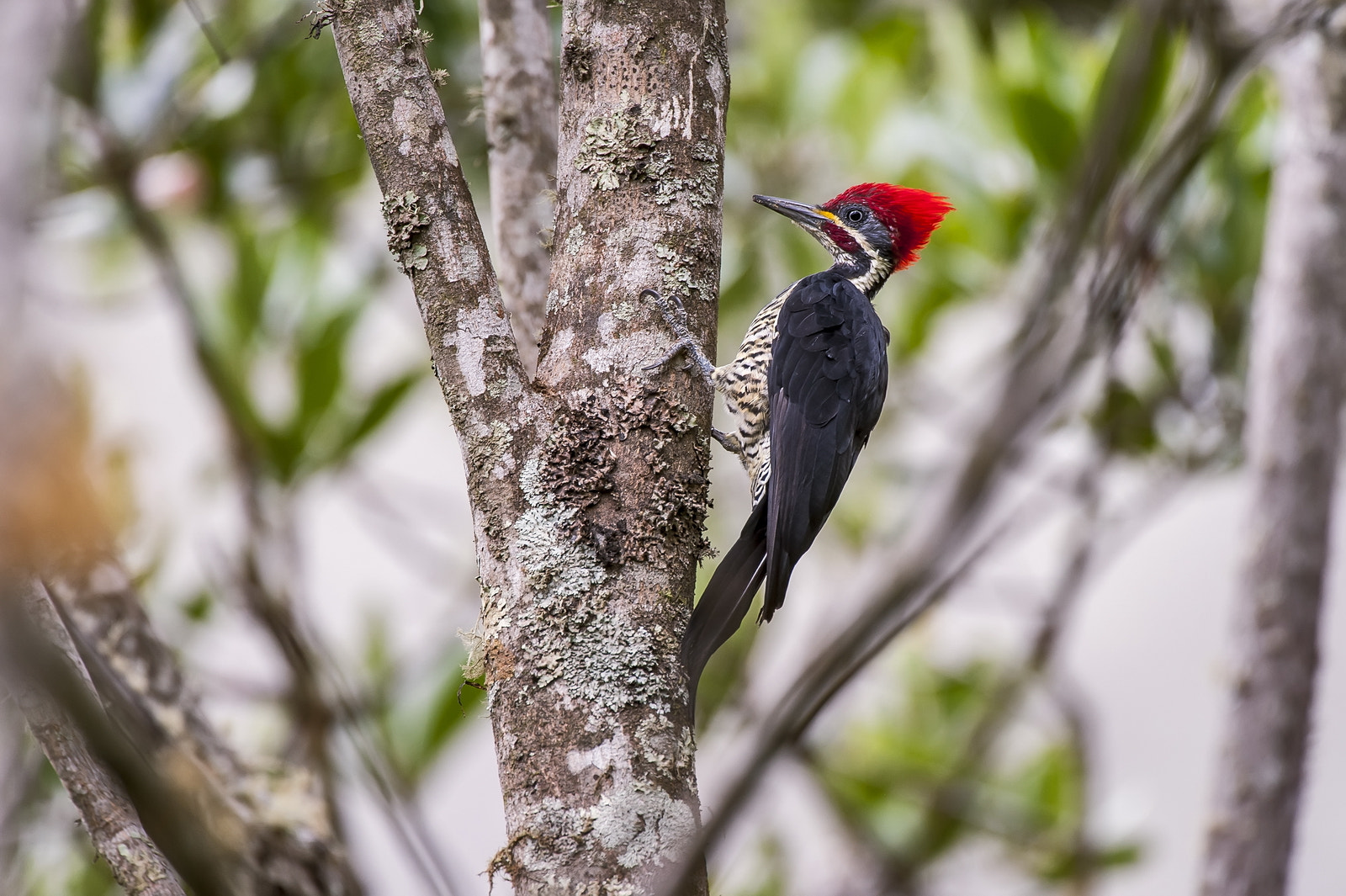 Nikon D700 sample photo. Lineated woodpecker photography