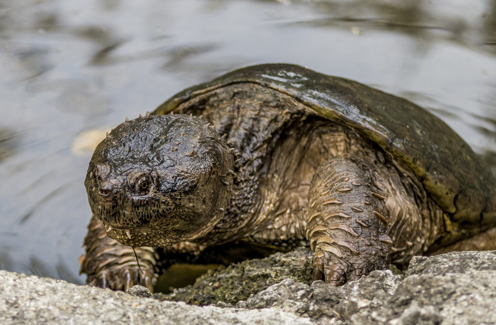 EF75-300mm f/4-5.6 sample photo. Turtle photography