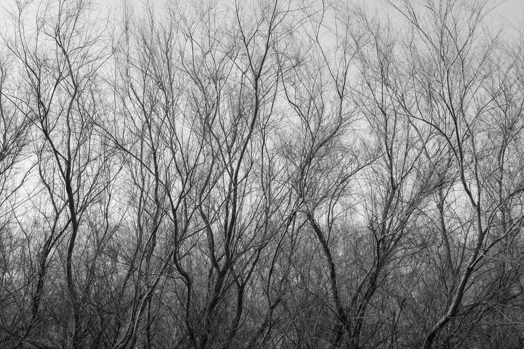 Canon EF-S 17-55mm F2.8 IS USM sample photo. Ramas photography