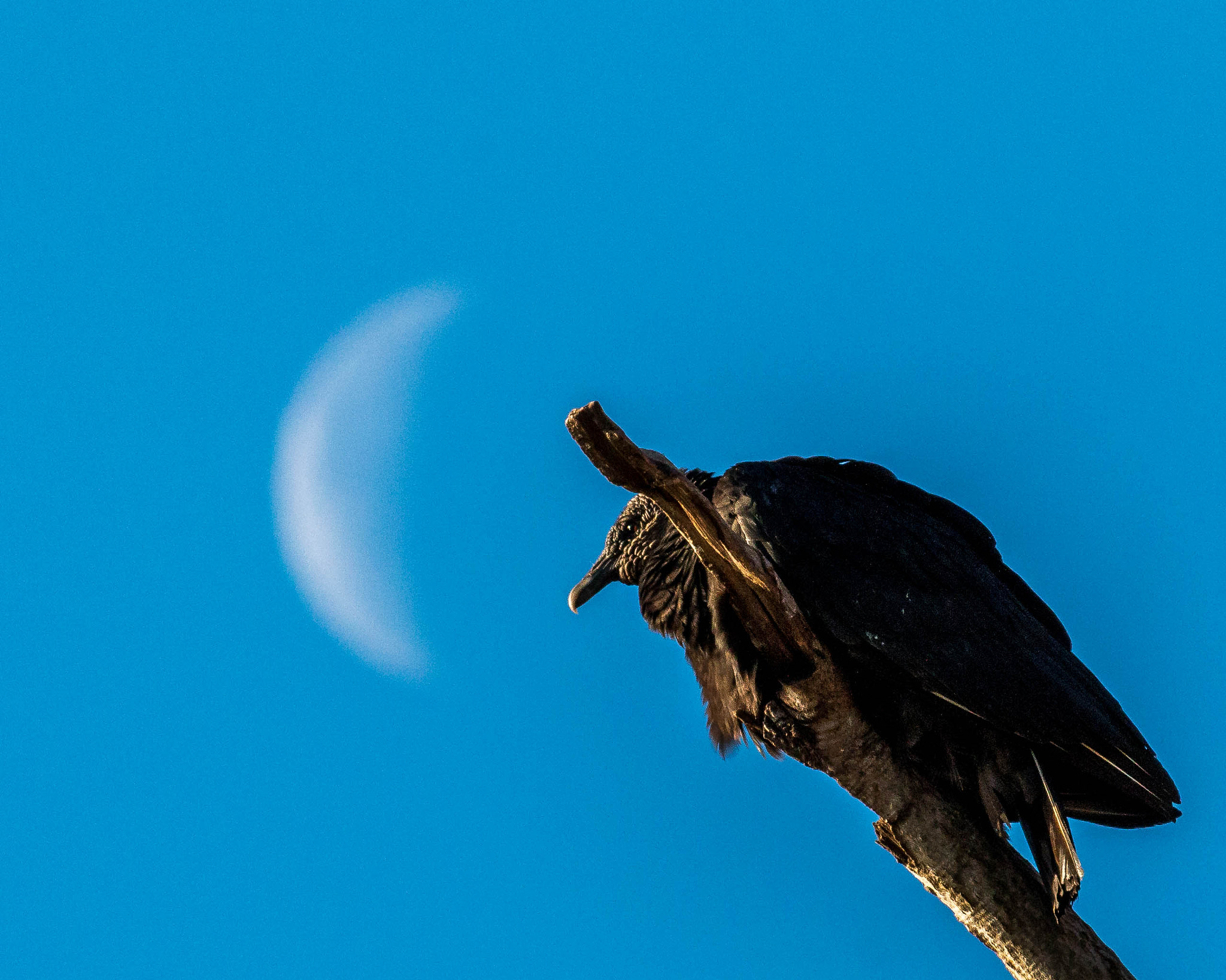 Canon EOS 70D + Canon EF 400mm F5.6L USM sample photo. Under the moon photography