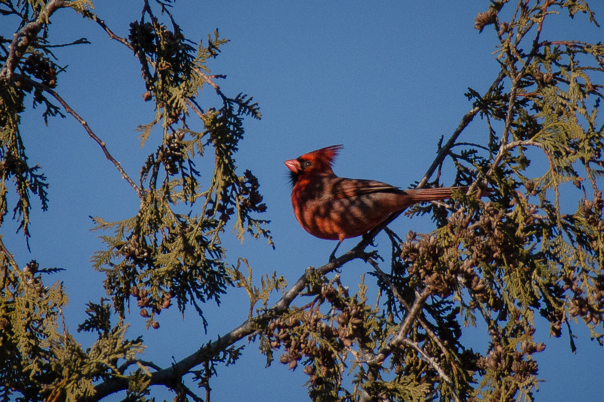 Sigma 18-250mm F3.5-6.3 DC Macro OS HSM sample photo. Cardinal in the shadows photography