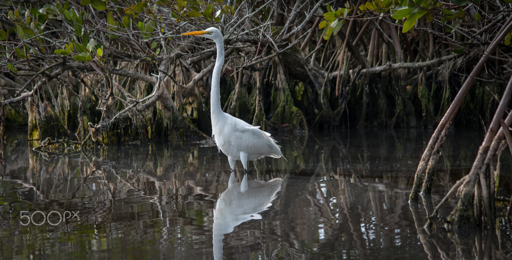Sigma 150-500mm F5-6.3 DG OS HSM sample photo. Regal bird photography