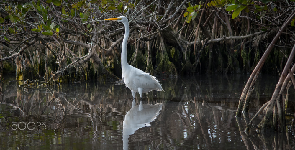 Nikon D500 + Sigma 150-500mm F5-6.3 DG OS HSM sample photo. Regal bird photography