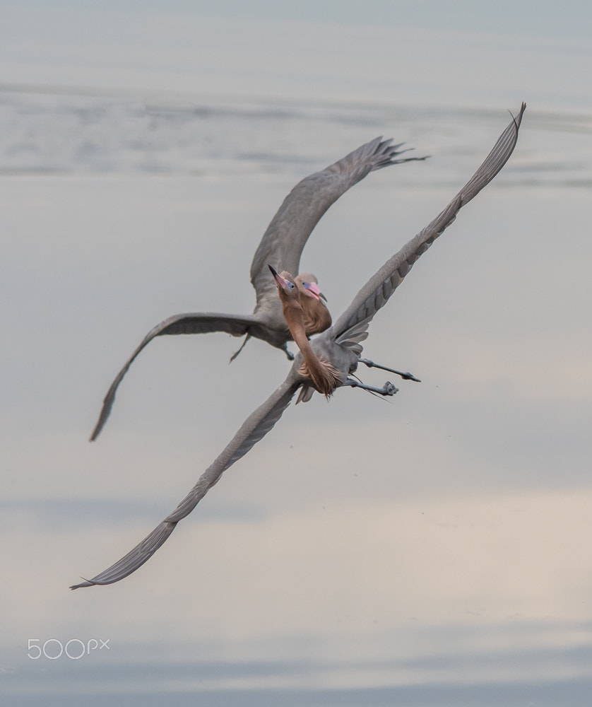 Sigma 150-500mm F5-6.3 DG OS HSM sample photo. The chase photography