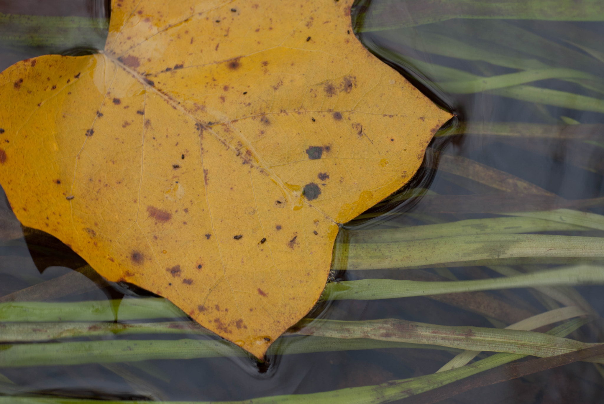 Nikon D80 sample photo. Poplar leaf on water photography