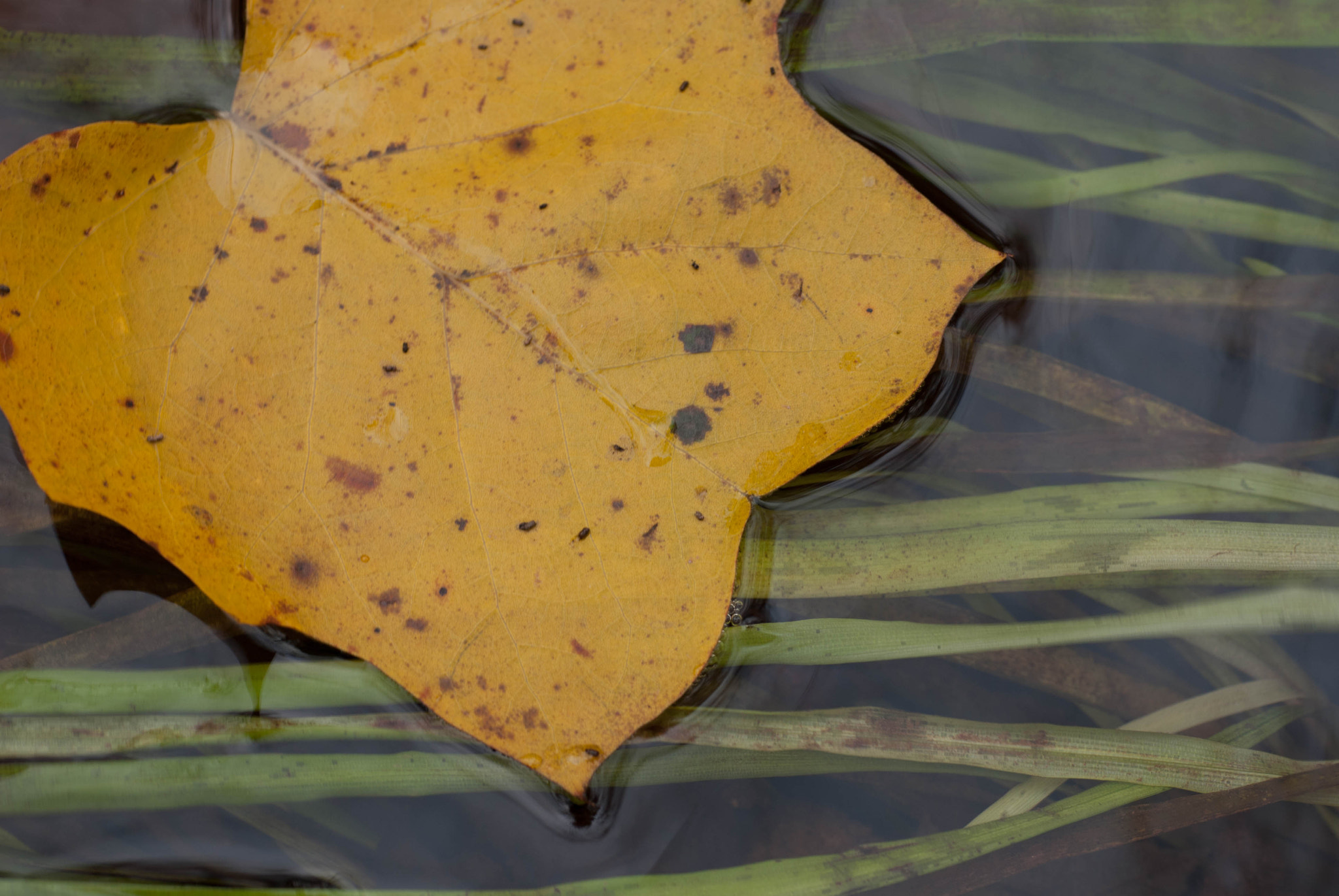 Nikon D80 + Sigma 70mm F2.8 EX DG Macro sample photo. Poplar leaf on water photography