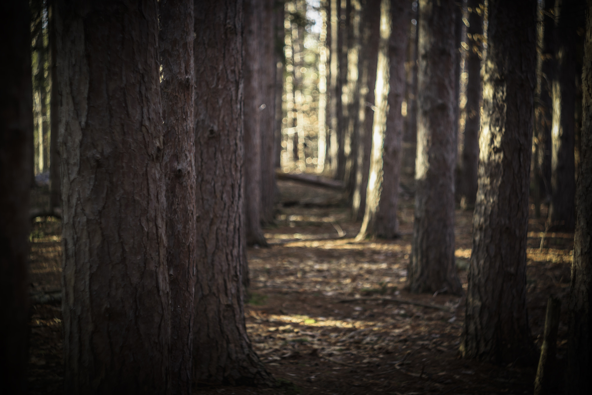 Canon EF 35-80mm f/4-5.6 sample photo. ... photography